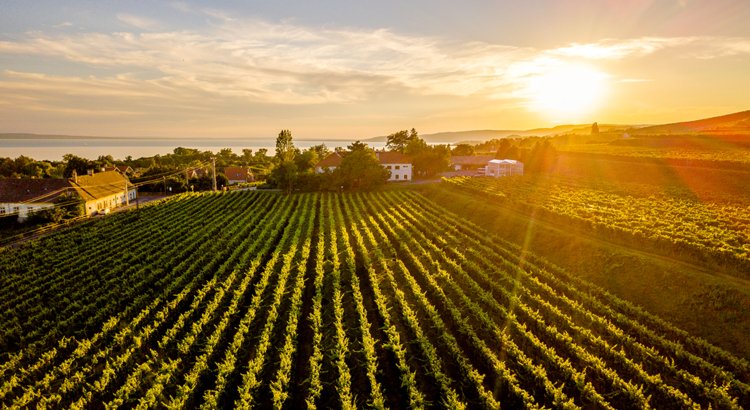 Ungarn Plattensee Weinberg Sonnenuntergang Badacsony Foto Ungarisches Tourismusamt